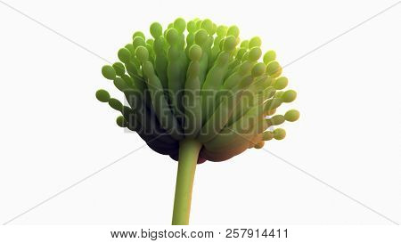 3d rendered medically accurate illustration of aspergillus mold