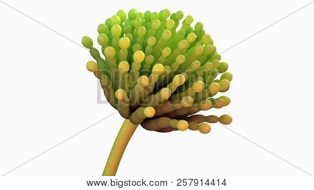 3d rendered medically accurate illustration of aspergillus mold