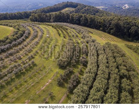 Aerial view of apple orchard near Saluda and Asheville, North Carolina.