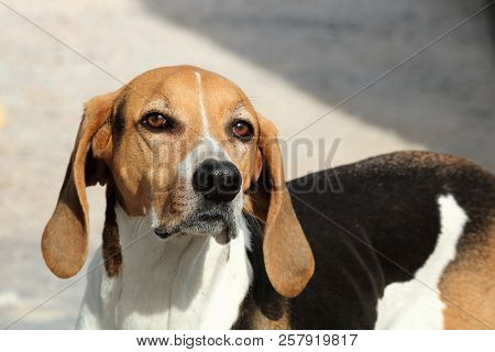 Close-up Of The Face Of An American Foxhound Dog Looking At The Camera.