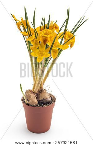 Beautiful Yellow Crocus Blossom Or Croci, (crocus Flavus), Flowering Plants Of The Iris Family In A 