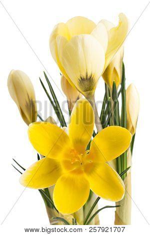Beautiful Yellow Crocus Blossom Or Croci, (crocus Flavus), Flowering Plants Of The Iris Family, Clos