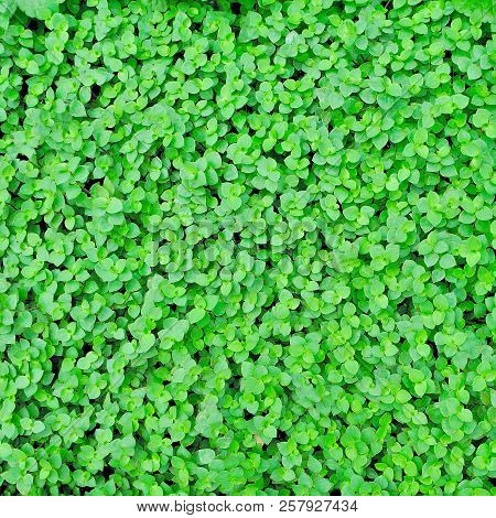 Callisia Repens Leaves, Green Leaves Texture Background