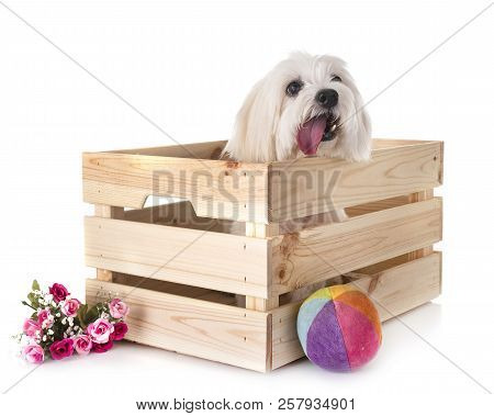 Coton De Tulear In Front Of White Background