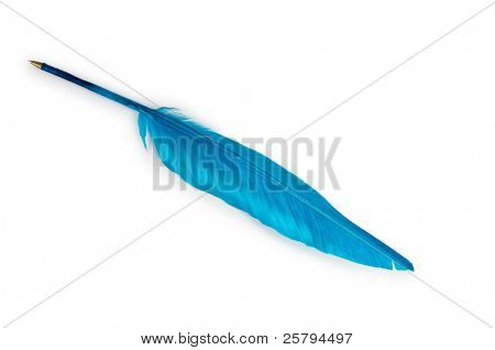 白い背景で隔離の羽を書く