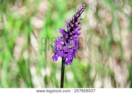 Spottet Orchid Flower With Purple Blossom In The Mountains