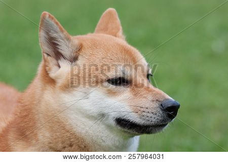 Cute Red Shiba Inu. Japanese Small Size Dog Or Japanese Turf Dog. Close Up. Pet Animals.