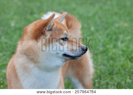 Red Shiba Inu Is Standing In The Green Grass. Pet Animals.