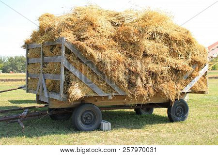 A Fully Loaded Horse Drawn Hay Rack With Bundles Of Grain
 Waiting To Be Run Though The Threshing Ma