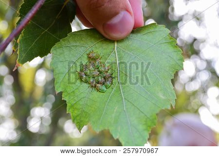 A Lot Of Wood Bugs On A Birch Leaf