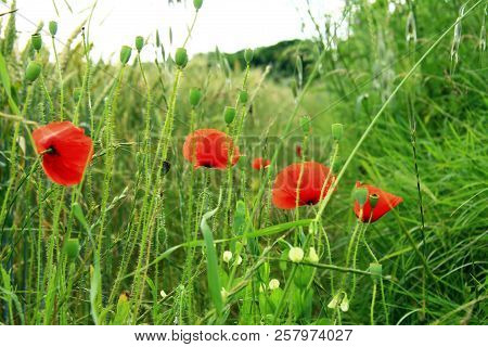 Red Poppy Flowers On The Field Of Wheat Summertime