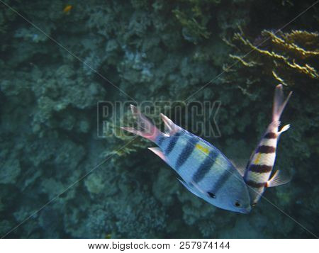 Tropical Exotic Fish Abudefduf Sexfaciatus Moving Over The Reef Underwater Of Red Sea