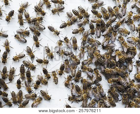 A Family Of Bees Swarming At Their House. On The White Background