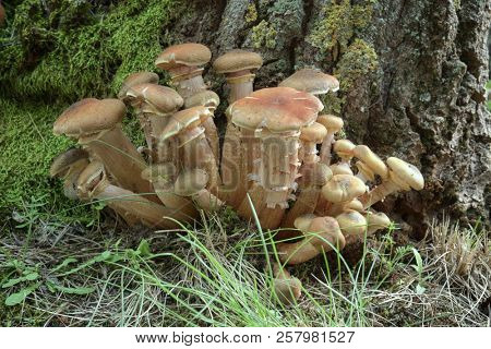 cluster of Honey Fungus (Armillaria Mellea) at the base of a trunks in Etna Park, Sicily