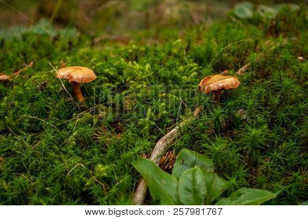 Brown And Yellow Mushrrom On Green Moss In Forest