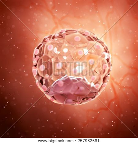 3d rendered medically accurate illustration of a blastocyst