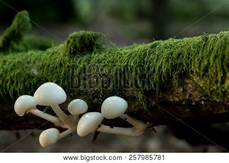 Porcelain Fungus Growing On Fallen And Moss Covered Branch Is Illuminated By Late Afternoon Sunlight