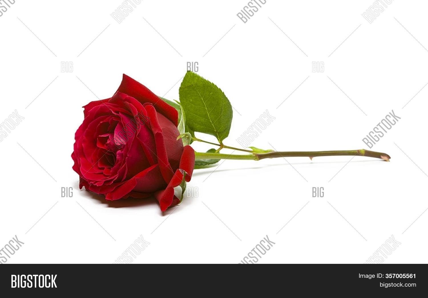 Close Rose Flower. Image & Photo (Free Trial) Bigstock