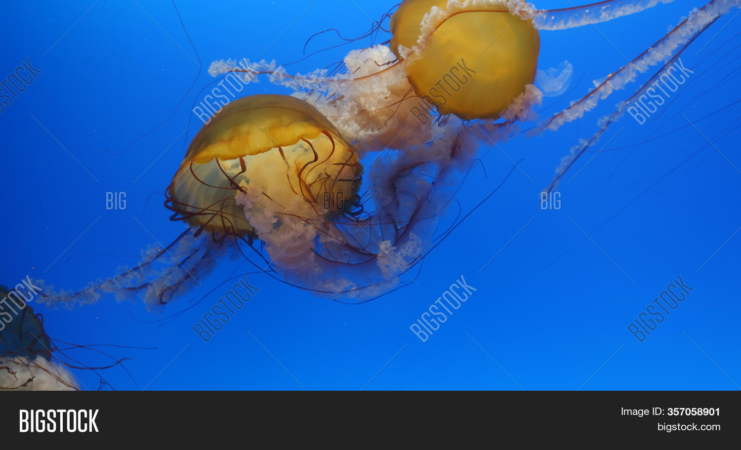Jelly Fish Swim Water Image & Photo (Free Trial) Bigstock