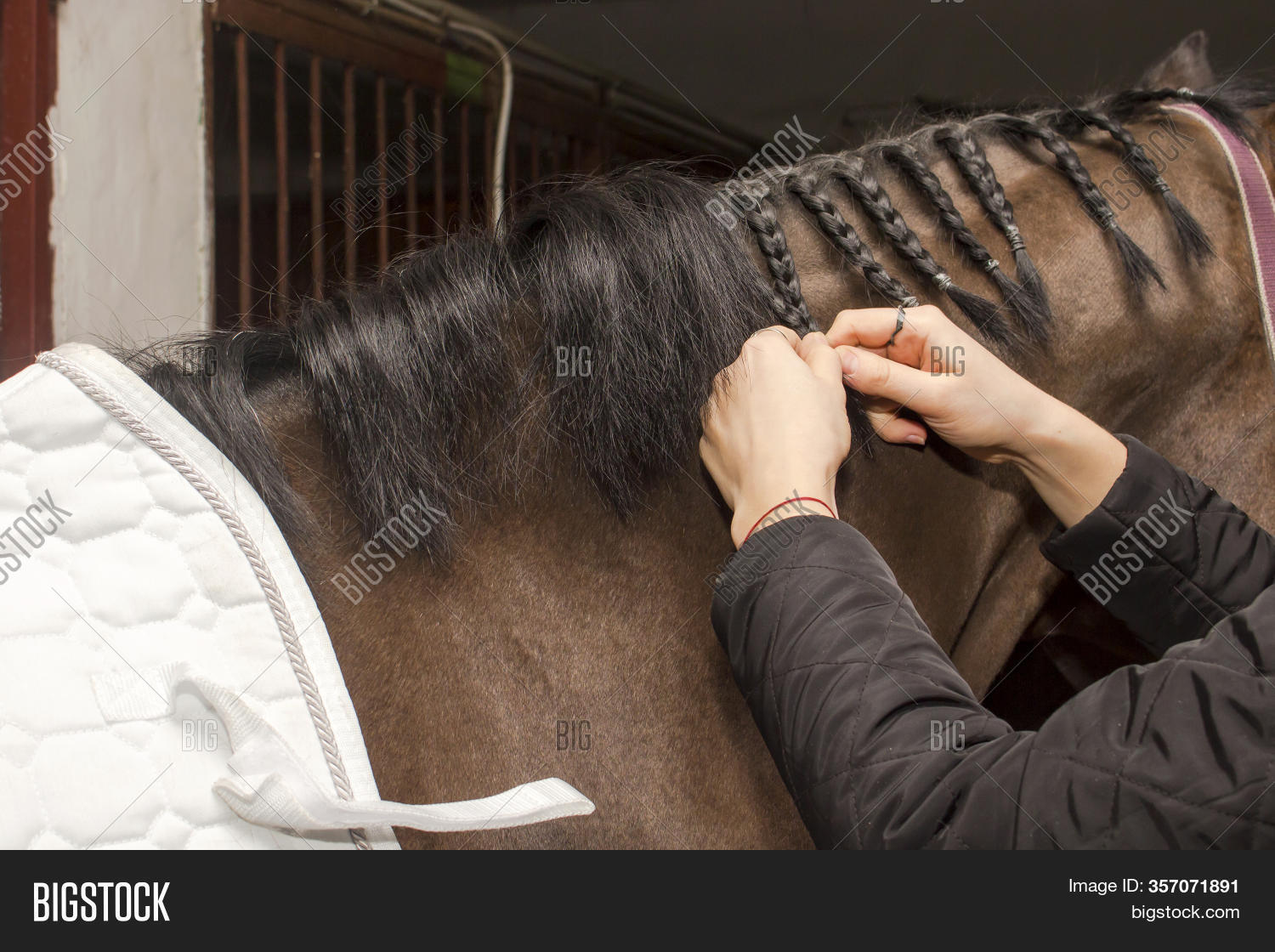 Groomer Horse Mane Image & Photo (Free Trial) Bigstock