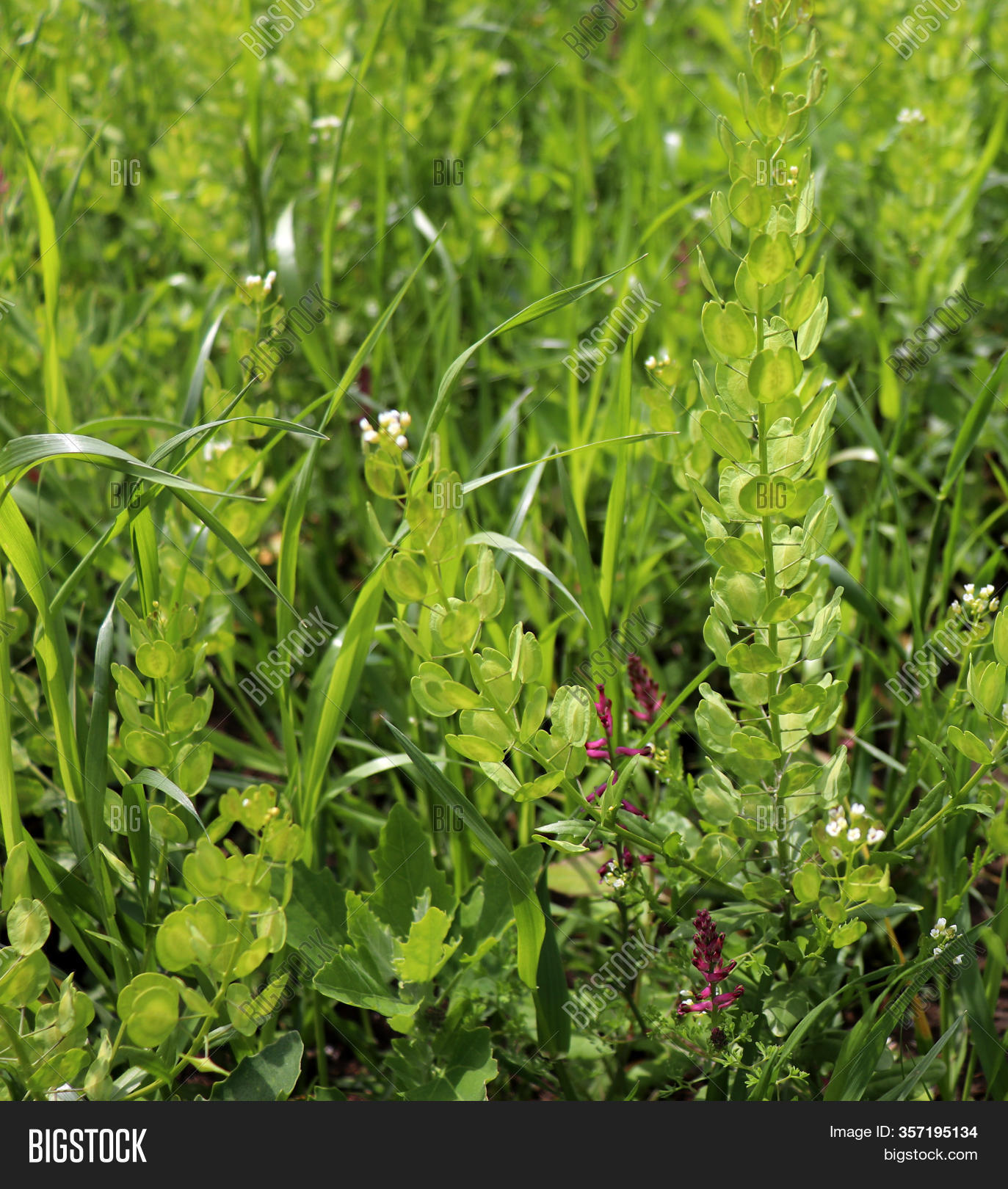 Field Pennycress, Image & Photo (Free Trial) Bigstock