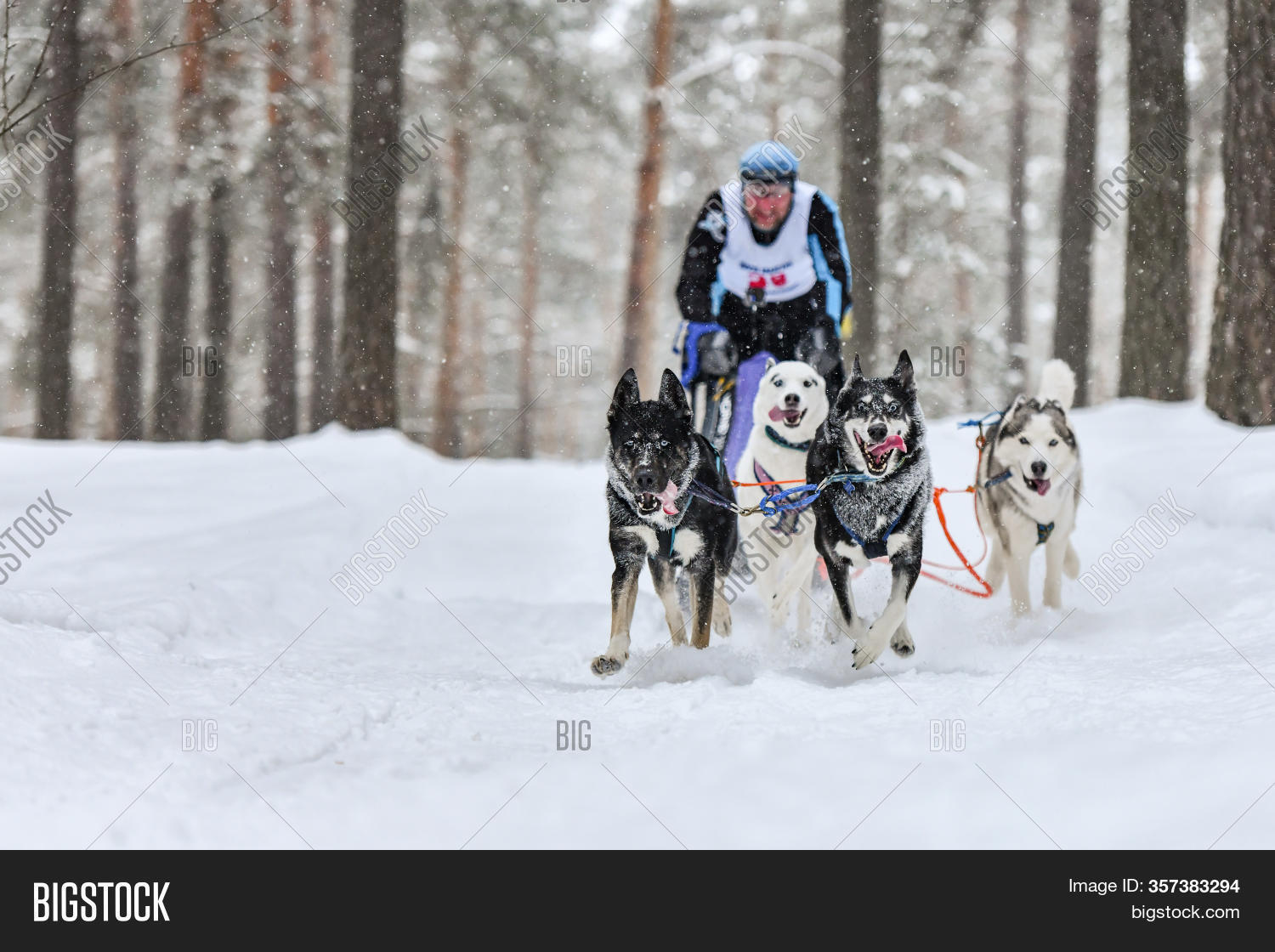 husky harness pulling sled