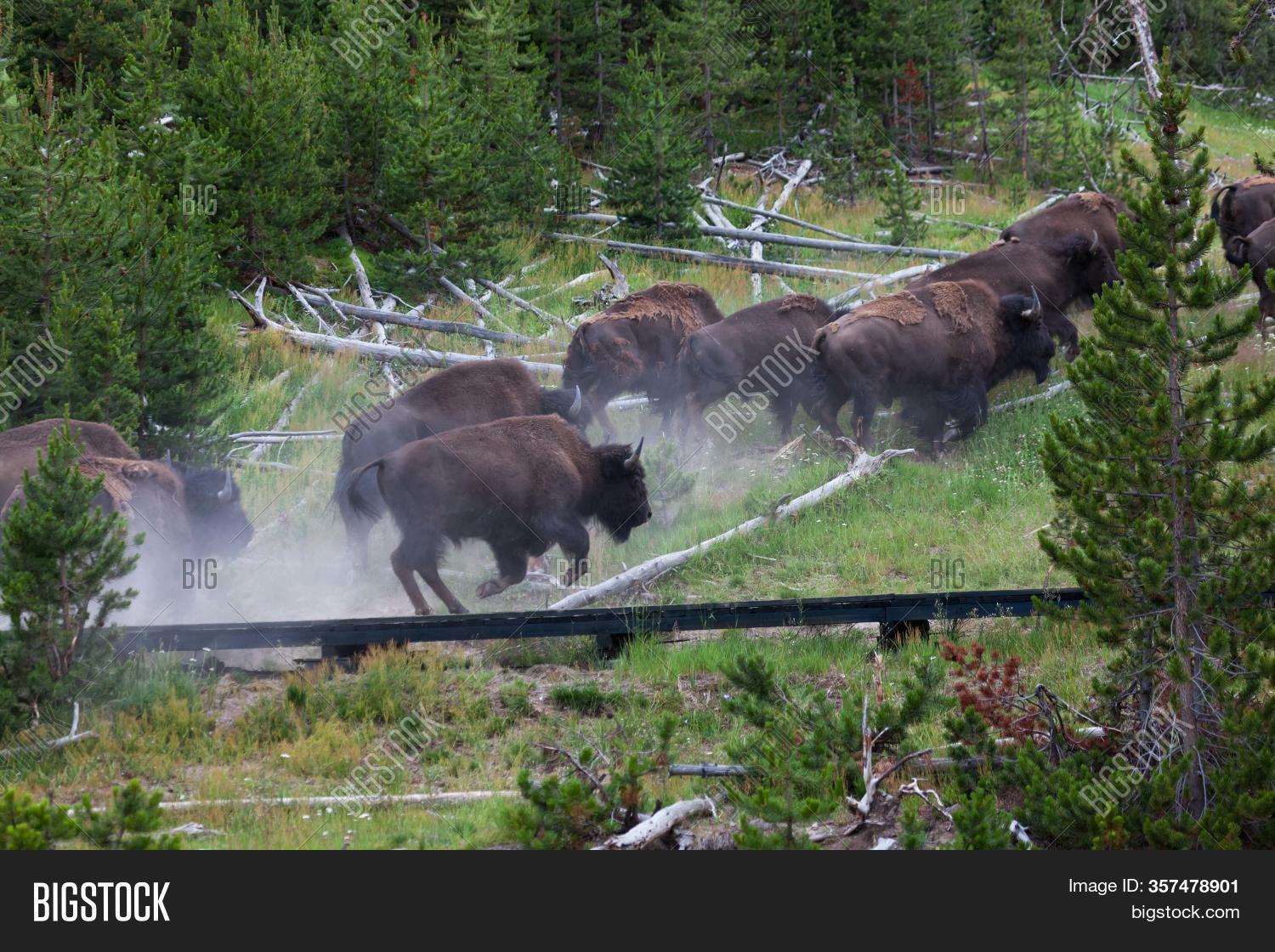 Group Bison Running Image & Photo (Free Trial) Bigstock