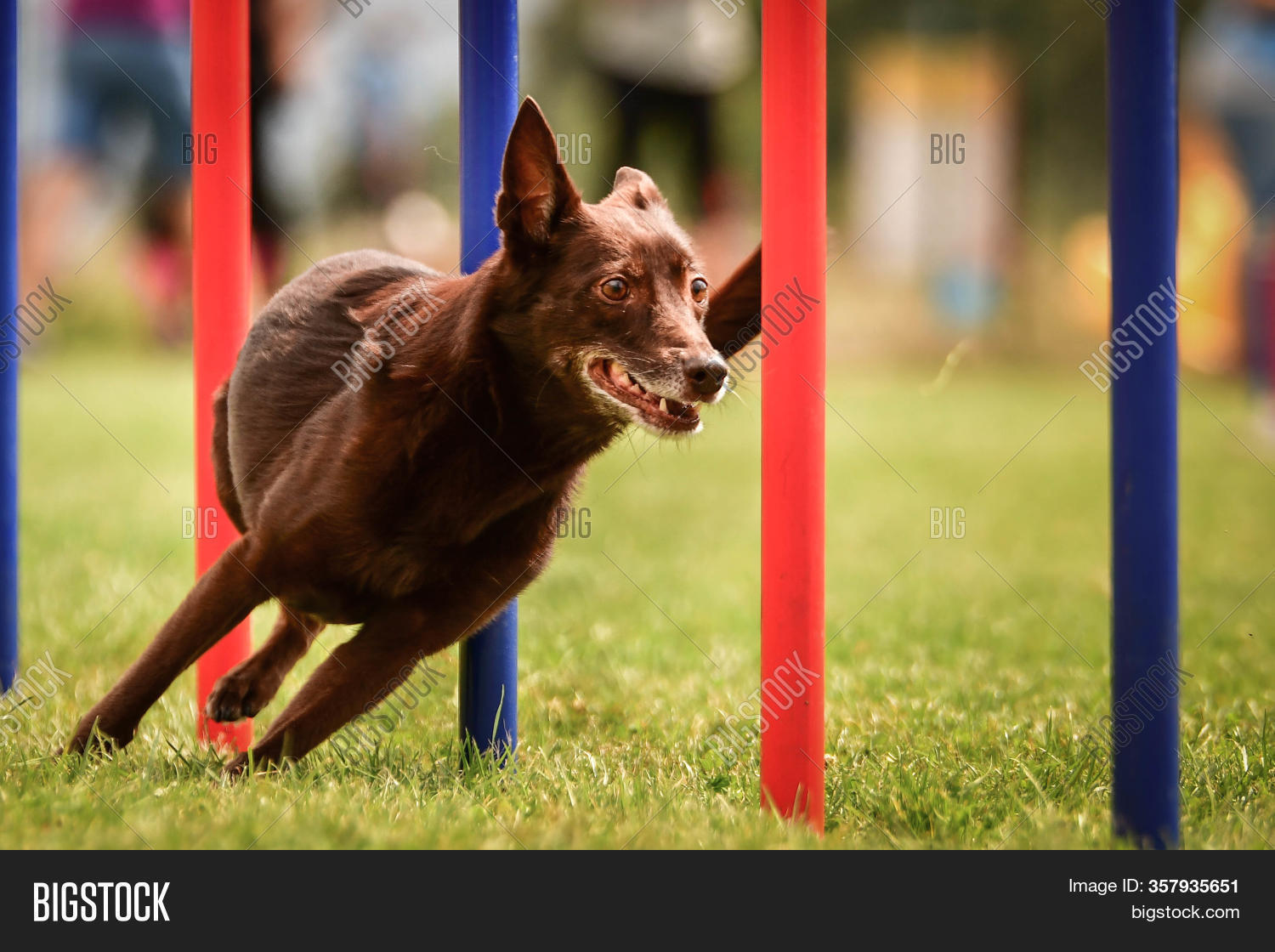 kelpie agility