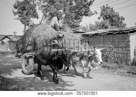 Man Driving Oxcart Loaded With Rice Straw