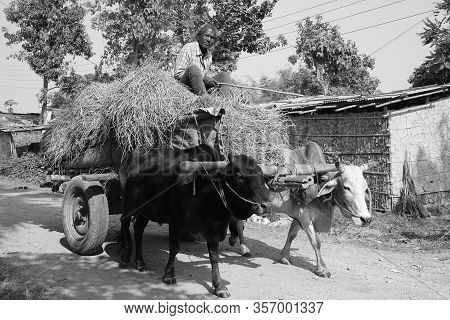 Man Driving Oxcart Loaded With Rice Straw