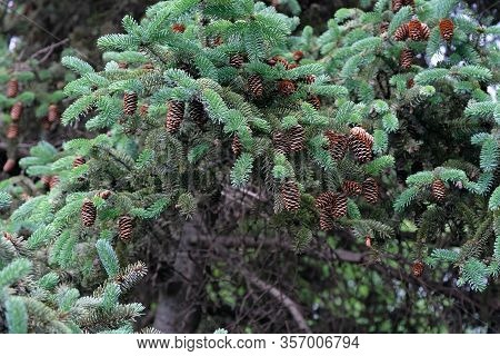 Green Branches Of A Christmas Tree With Cones. Christmas Tree With Cones In A Botanical Garden.