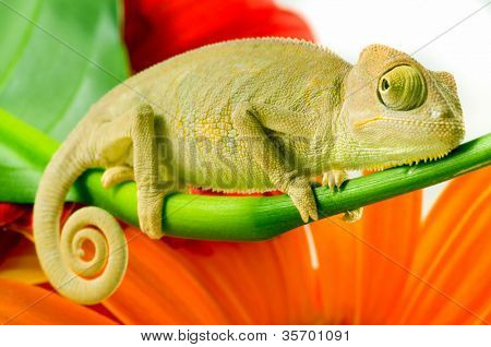 Kaméleon virág. Elszigeteltség fehér