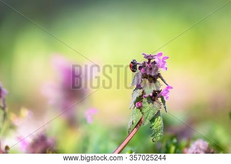 Nature Background Of Ladybug On Flower. Ladybug Insect In Nature. Nature Insect Ladybug On Purple Fl
