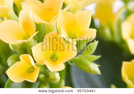 Aranjmani blossfeldiana / makro çekim