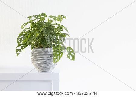 Houseplant, Philodendron, Monstera Obliqua In Front Of A Light Wall In A Gray Striped Pot