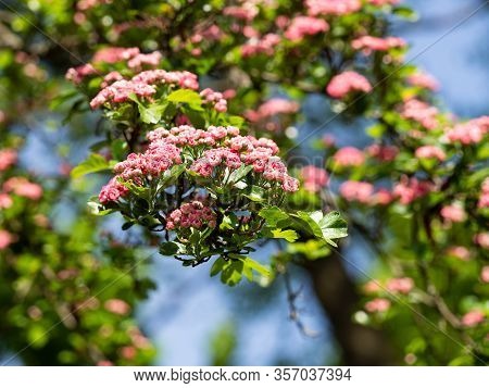 Crataegus Laevigata Tree (paul's Scarlet) Blooming In Spring
