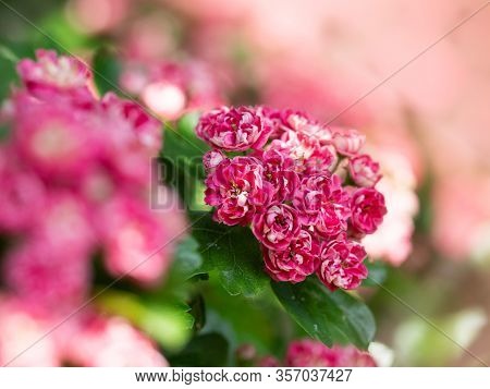 Crataegus Laevigata Tree (paul's Scarlet) Blooming In Spring Background
