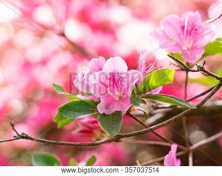 Pink Flowers Of Rhododendron Bush - Azalea,  Blooming In Spring Garden