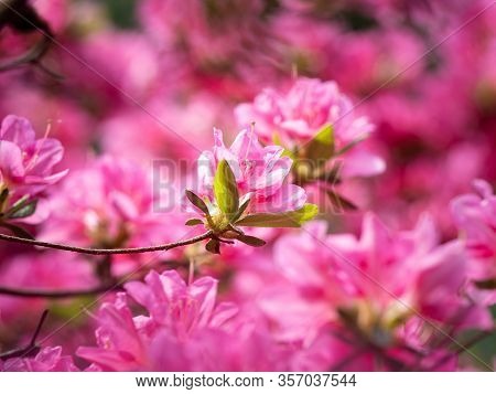 Pink Flowers Of Rhododendron Bush - Azalea,  Blooming In Spring Garden