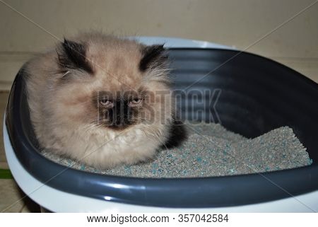 Itty Bitty Himalayan Kitten Looking Angrily Into The Distance While Lying In The Litterbox