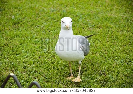 Bird Bonapartes Gull On The Grass Outdoor. Wild Seagull With Natural Green Background. Gull Walk In 