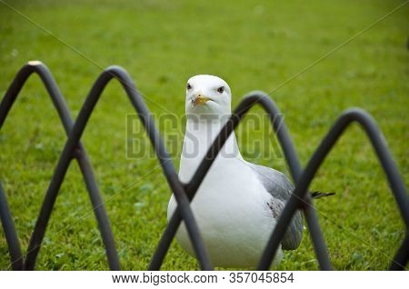 Single Seagull Bird Standing In Grass. White Bird Seagull. Gull Walk In Italy Park. Beautiful And Fu