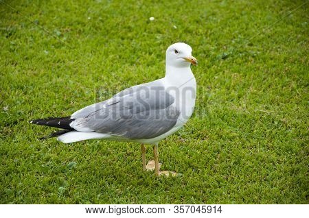 Seagull Portrait Against Green Grass. Gull Walk In Italy Park. Beautiful And Funny Seagull On Green 