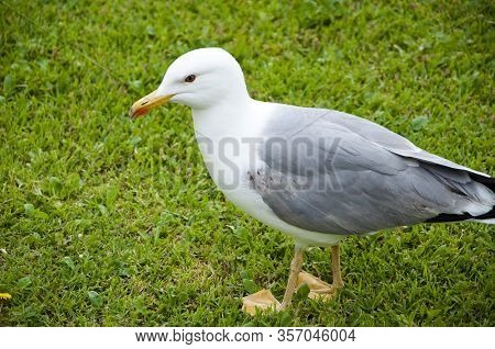 Sea Gull With Yelloow Beak. Gull Bird. White Seagull Walk On Green Grass.