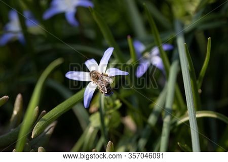 Spring Is One Of The Most Beautiful Times What Our Nature Has To Offer. Many Flowers In Different Co