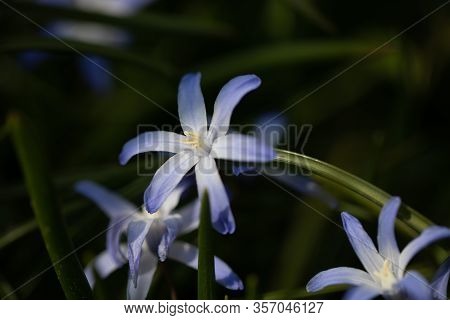 Spring Is One Of The Most Beautiful Times What Our Nature Has To Offer. Many Flowers In Different Co