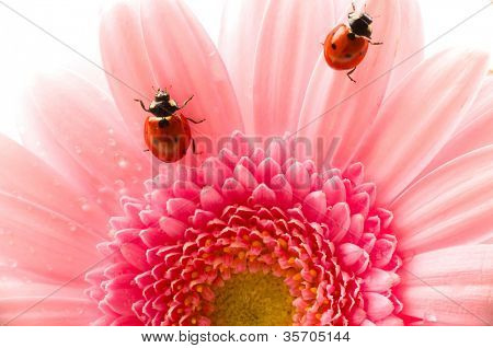 flower petal with lady bug