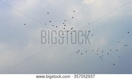 Flock Of Tropical Migratory Birds Flying In The Sky In A Messy Formation. Animal Migration. Abstract