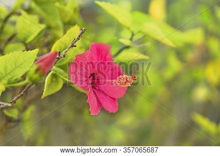 Red Hibiscus Blooming Flower On Hanta Road Near The North Nakagusuku Castle In Okinawa Island