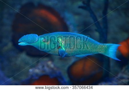 Green Birdmouth Wrase Fish (gomphosus Caeruleus) In Sea Water